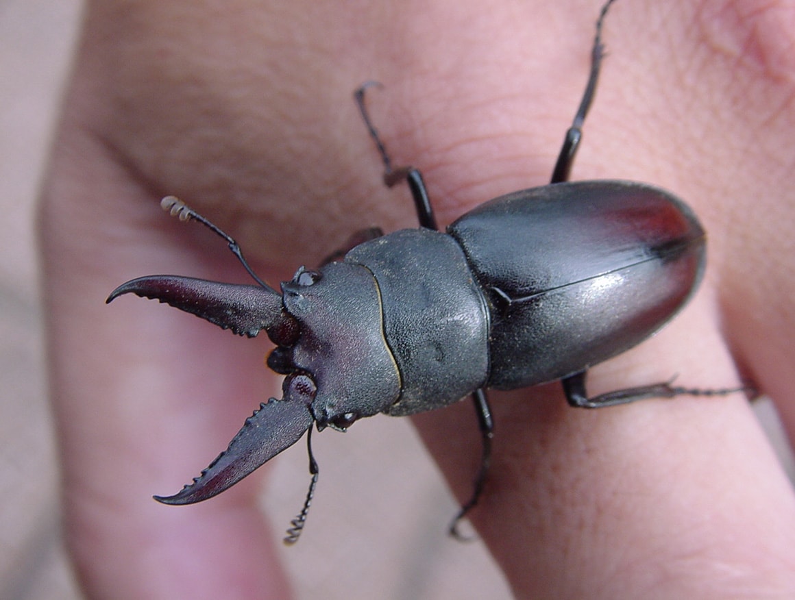 体のサイズによって、大アゴの大きさや形も異なる。こちらは小さな個体で、大アゴはあまり湾曲せず、ノコギリ状の大アゴを持つ