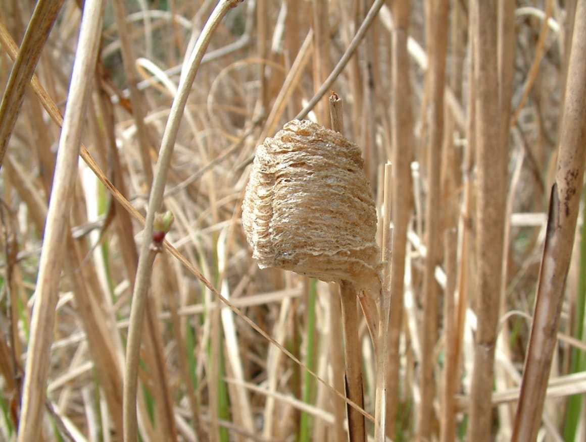 オオカマキリの卵のう。この状態で冬を越す
