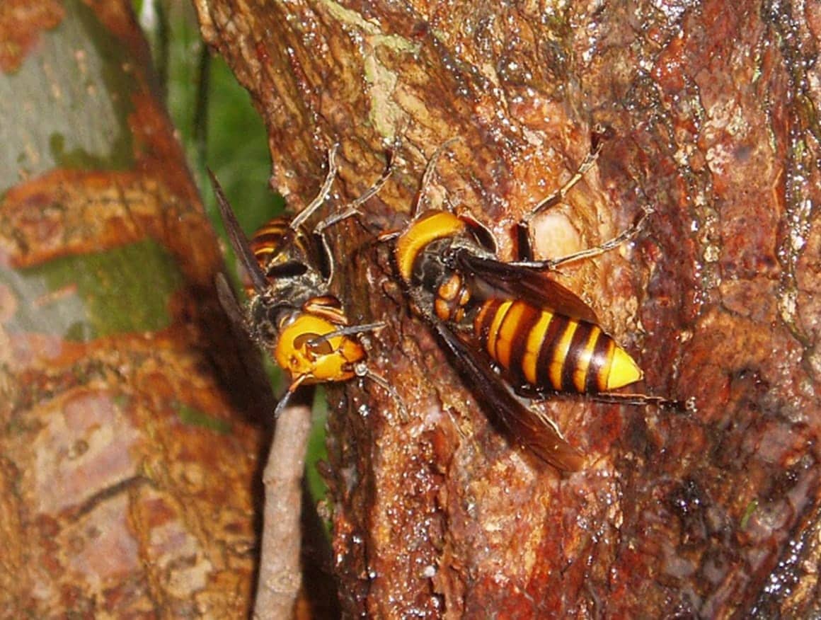 オオスズメバチ