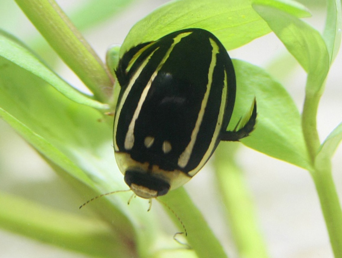 シマゲンゴロウ