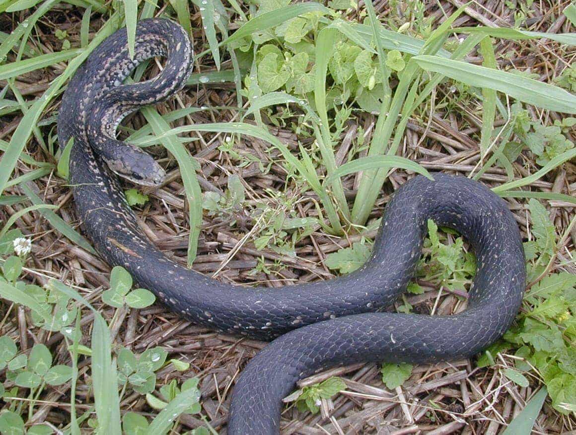 シマヘビの黒化個体