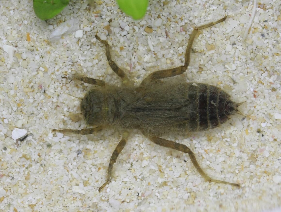 シオカラトンボのヤゴ。水中でミジンコや小さな昆虫などを捕まえて食べる