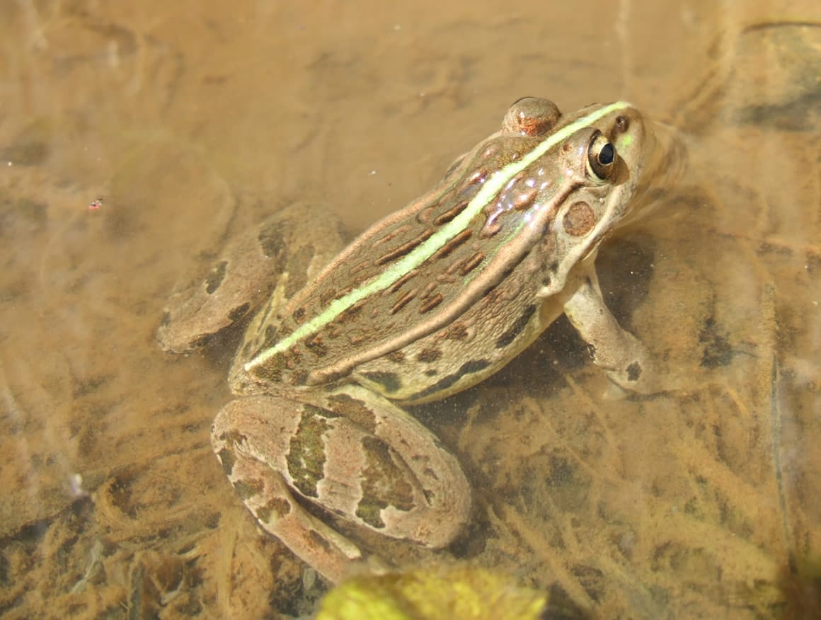 トノサマガエル