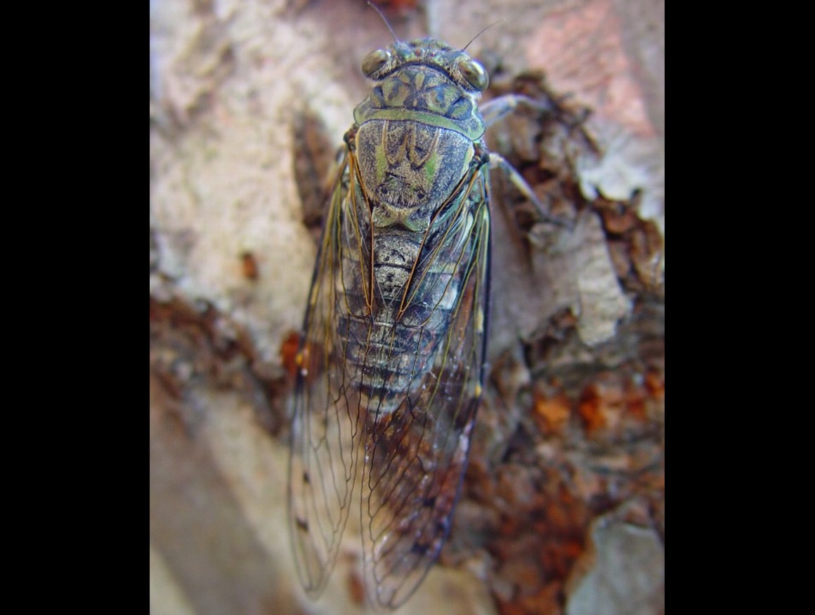 ツクツクボウシ