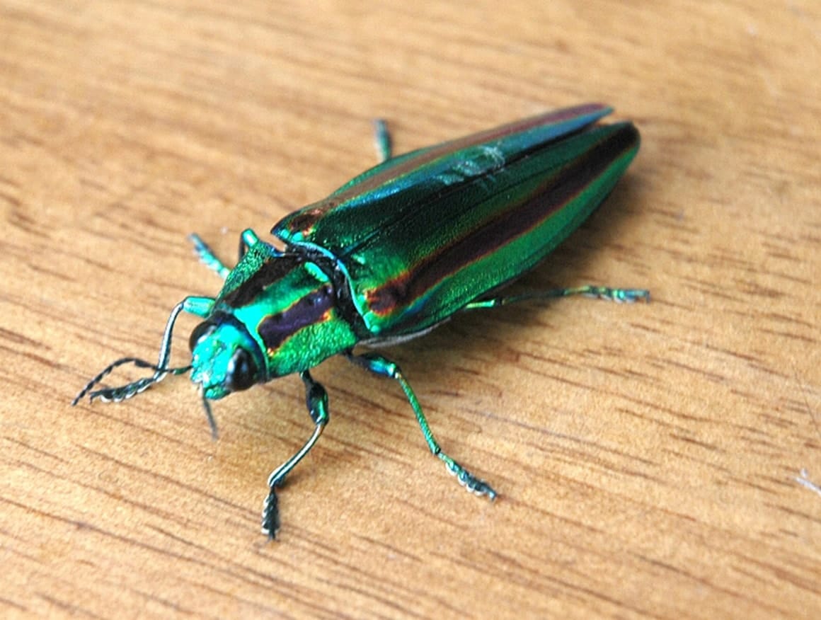 ヤマトタマムシ