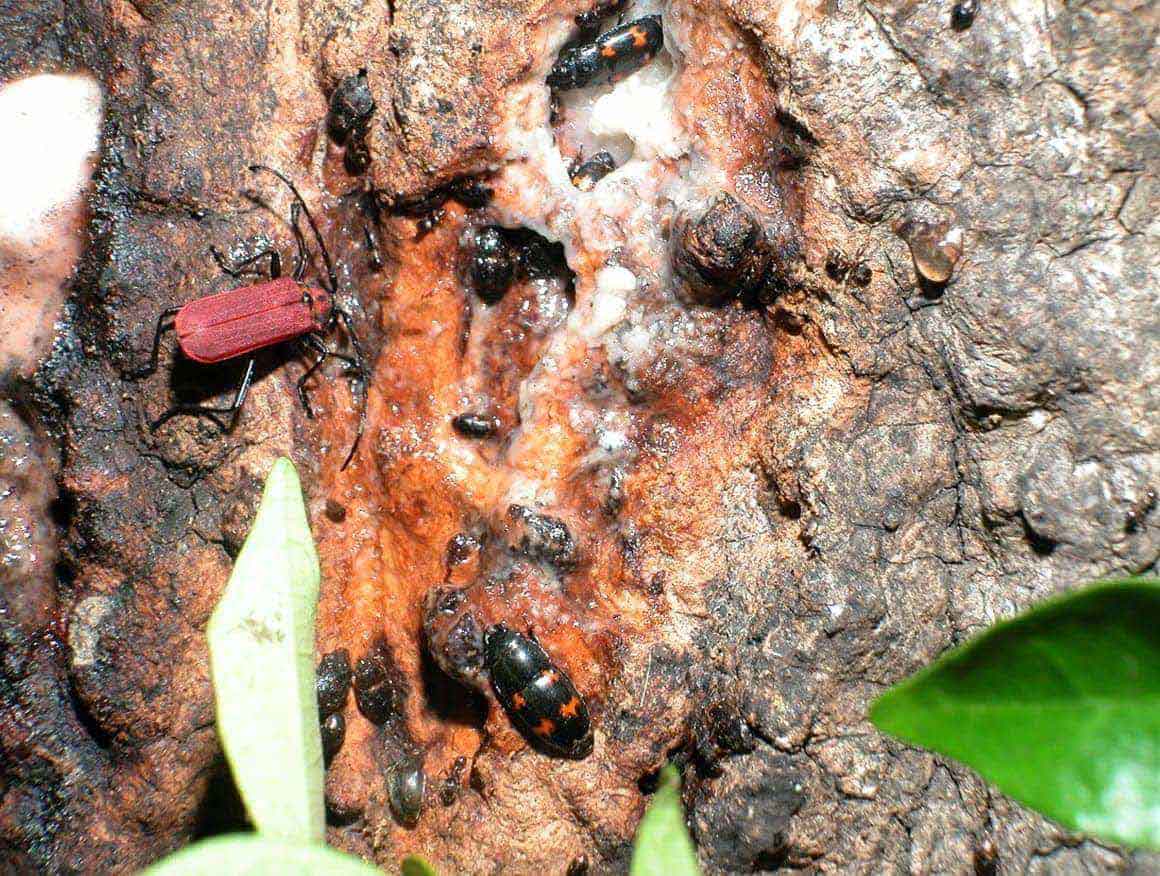 ヨツボシケシキスイ