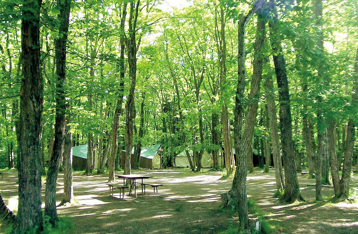 木漏れ日が降りそそぐ林間サイト