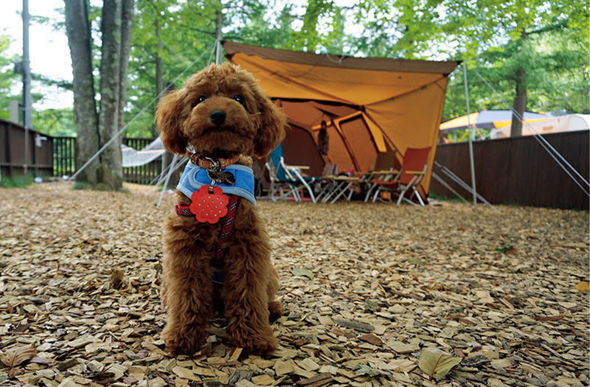 ワンコも一緒に楽しめる