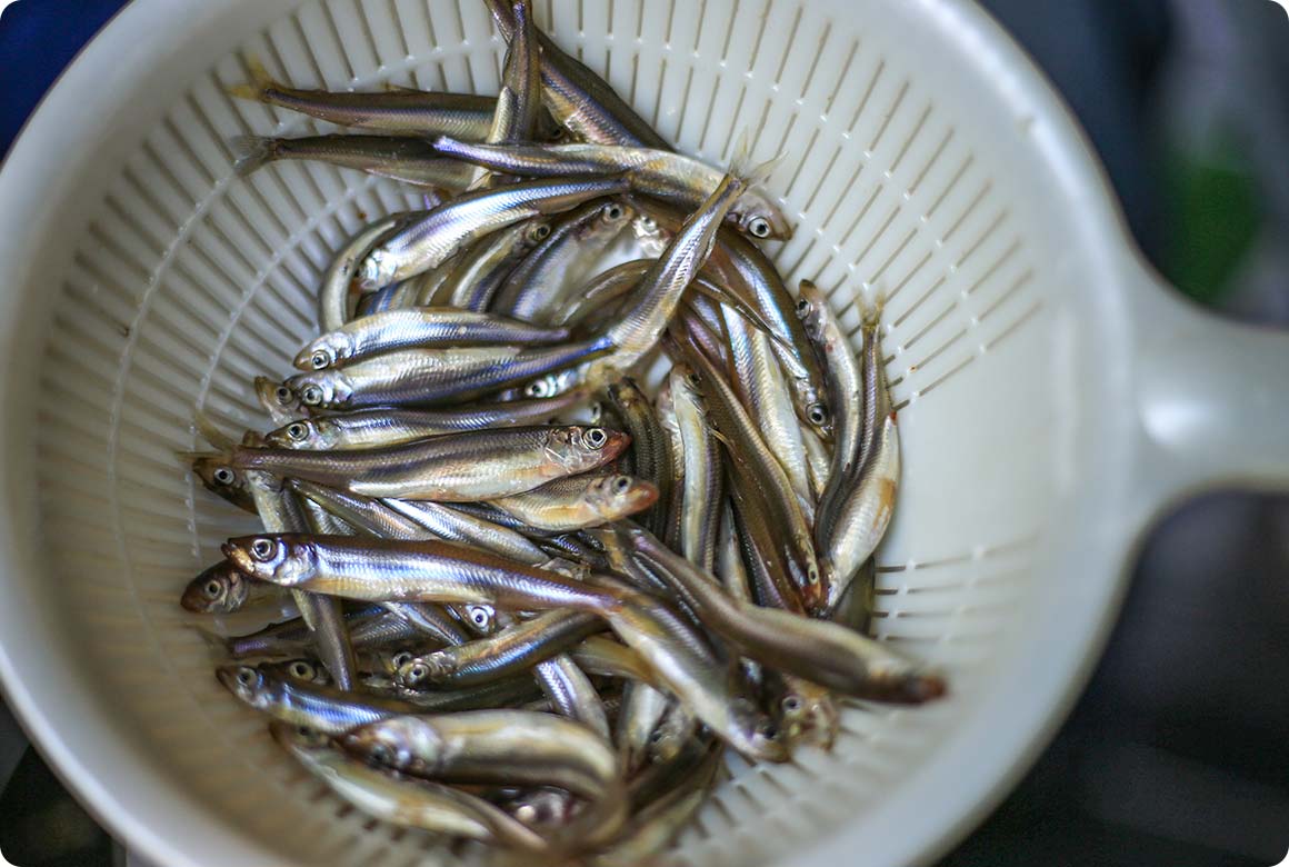 条件次第では100匹以上釣れることも。キャンプサイトに戻って、天ぷらにして食べるのがおすすめ