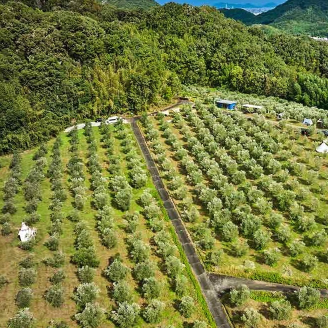 猪俣慎吾のキャンプ場レポート「オキオリーブガーデン（香川県）」