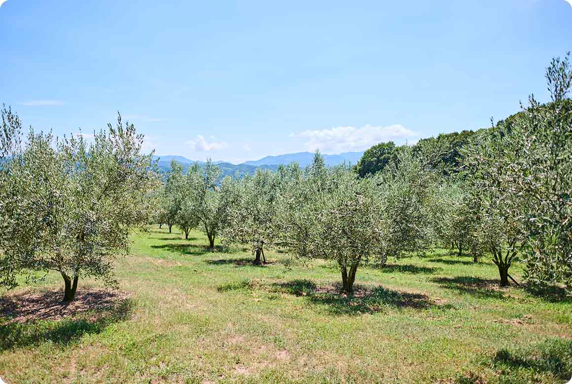 ビューサイトの眺め。オリーブの木と周囲の豊かな自然とのコントラストは見事