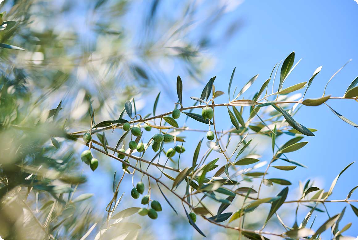 最高級の100%国産エキストラバージンオリーブオイル「澳オリーブ」は、一粒ずつ丁寧に手積みで収穫される