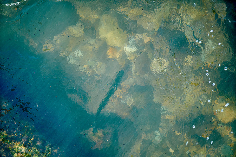 ウミネコが歩いてる