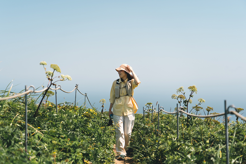 レブンウスユキソウ