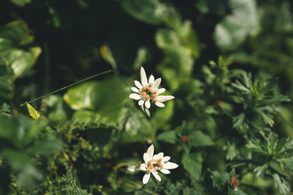 日本のエーデルワイス