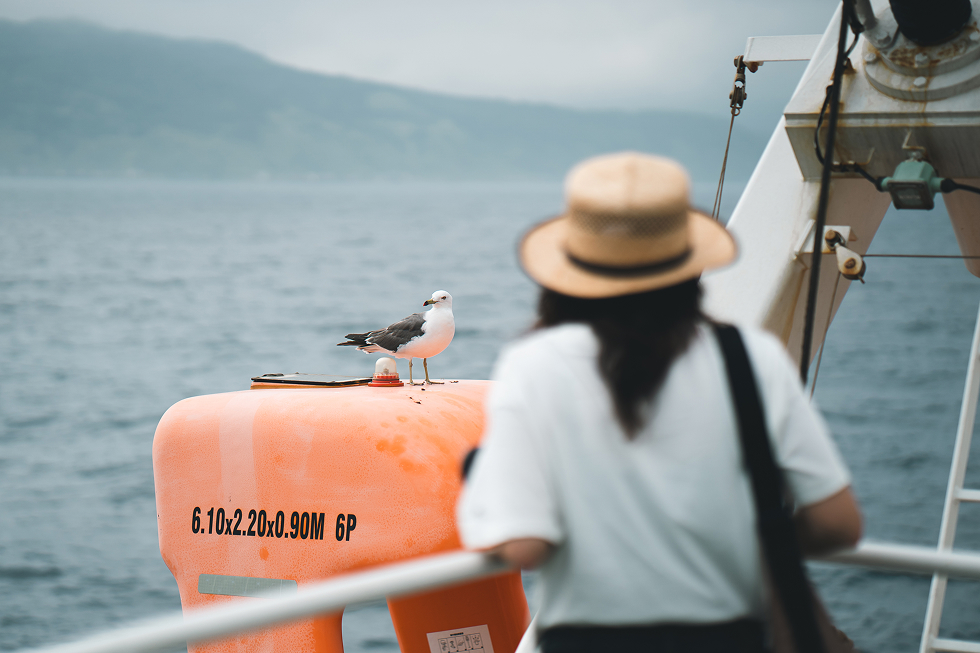 ウミネコがフェリーに乗ってきた