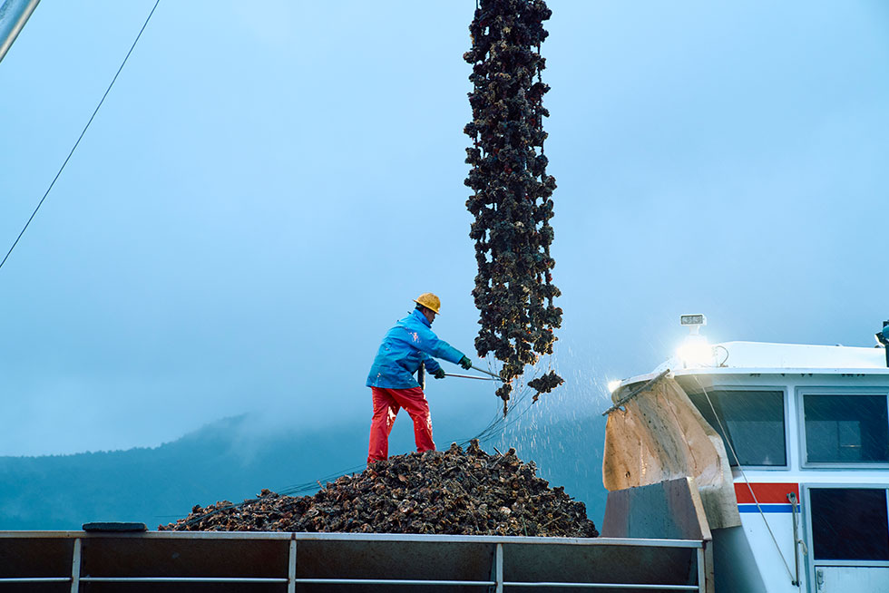 ぶら下がっていた牡蠣