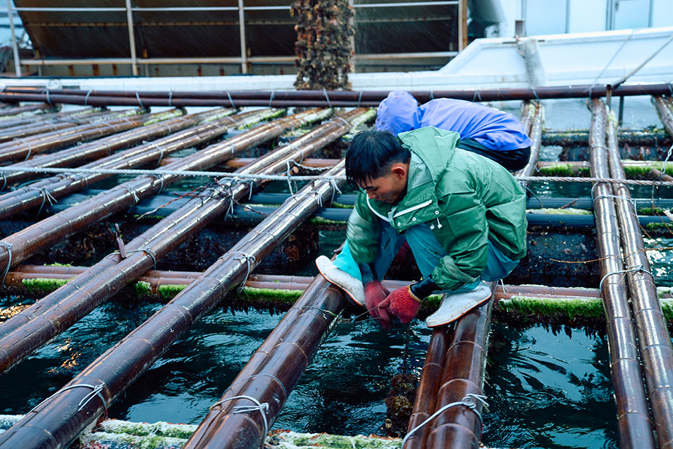 次々とワイヤーを引き上げていく漁師さん