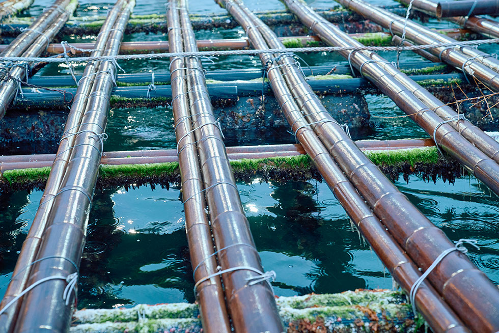 竹で組み立てられた牡蠣筏