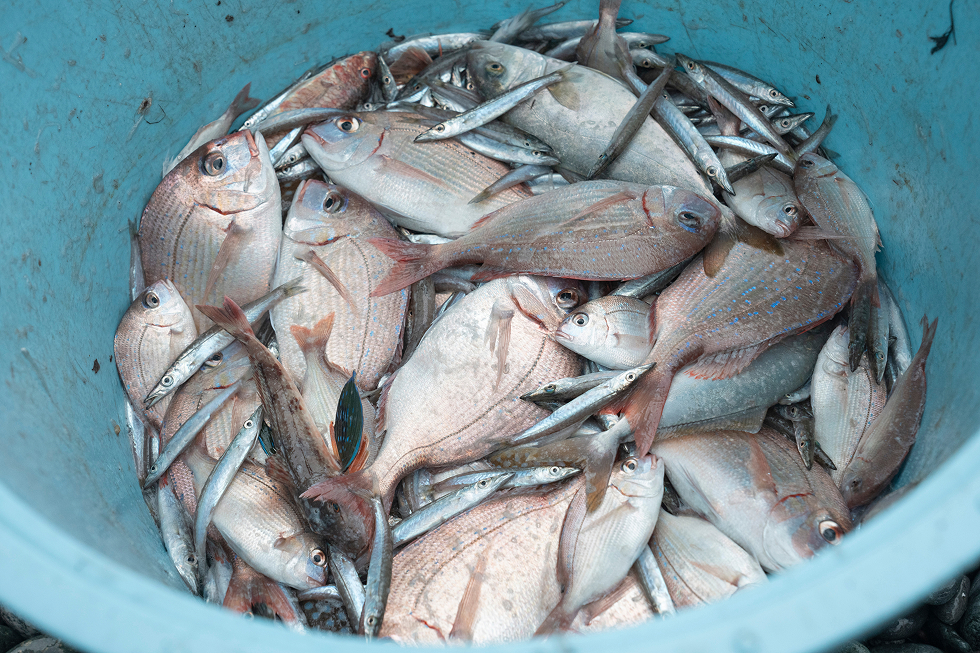 地引網漁の様子