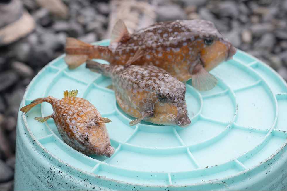 地引網漁の様子