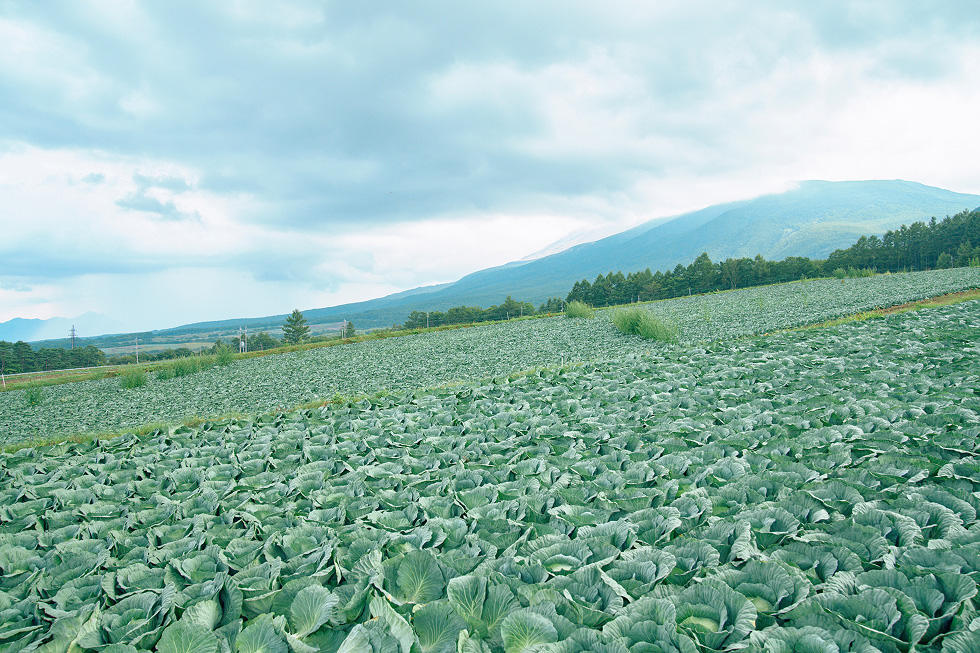 キャベツ畑