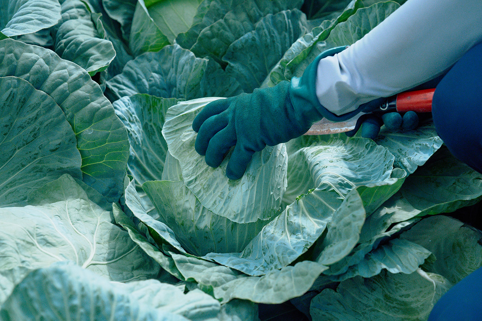 キャベツを傾ける