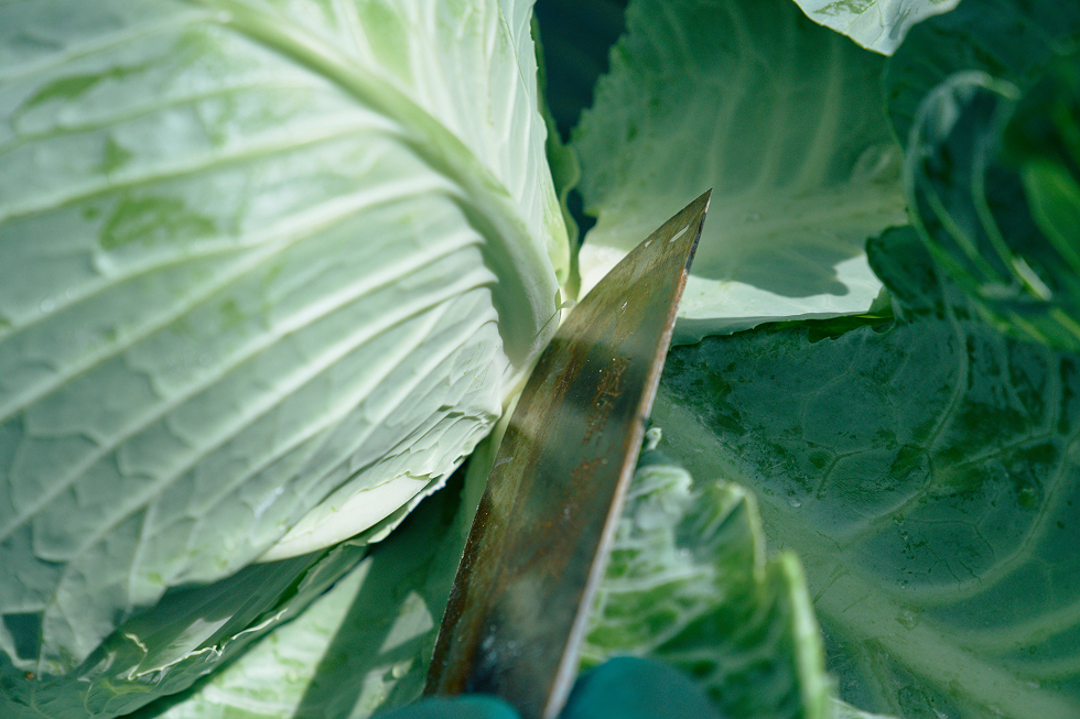 根元の茎に包丁の刃をあてる
