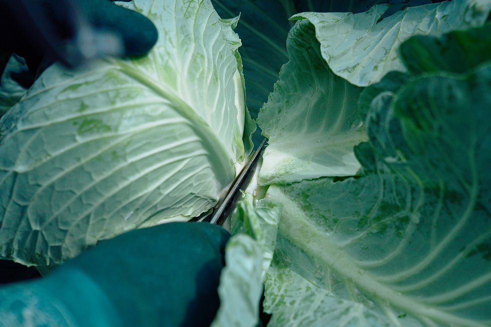 刃を押し込むようにして茎を切る