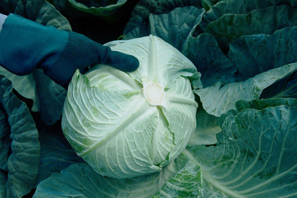 キャベツを取り出す