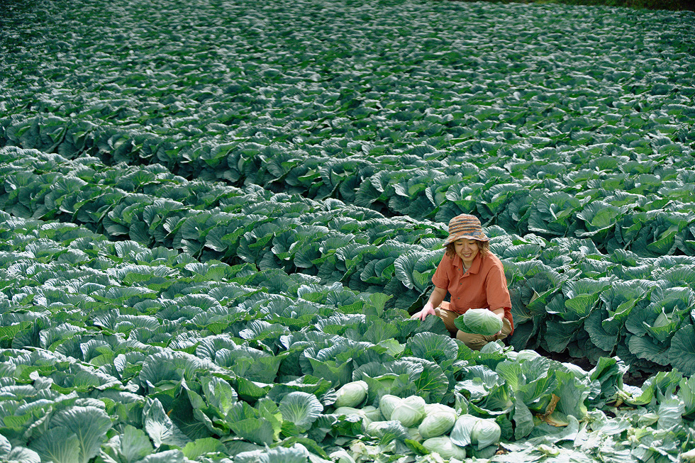 キャベツの収穫