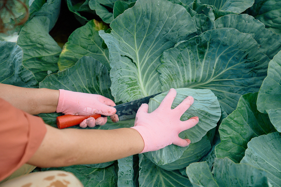 キャベツの根元に包丁を入れる