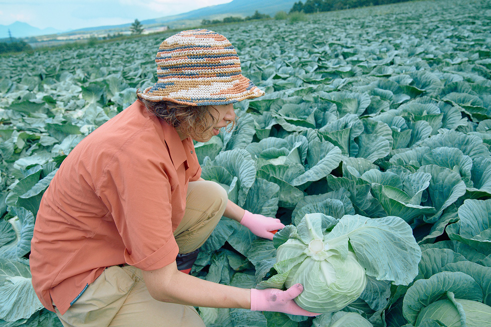 キャベツを収穫する