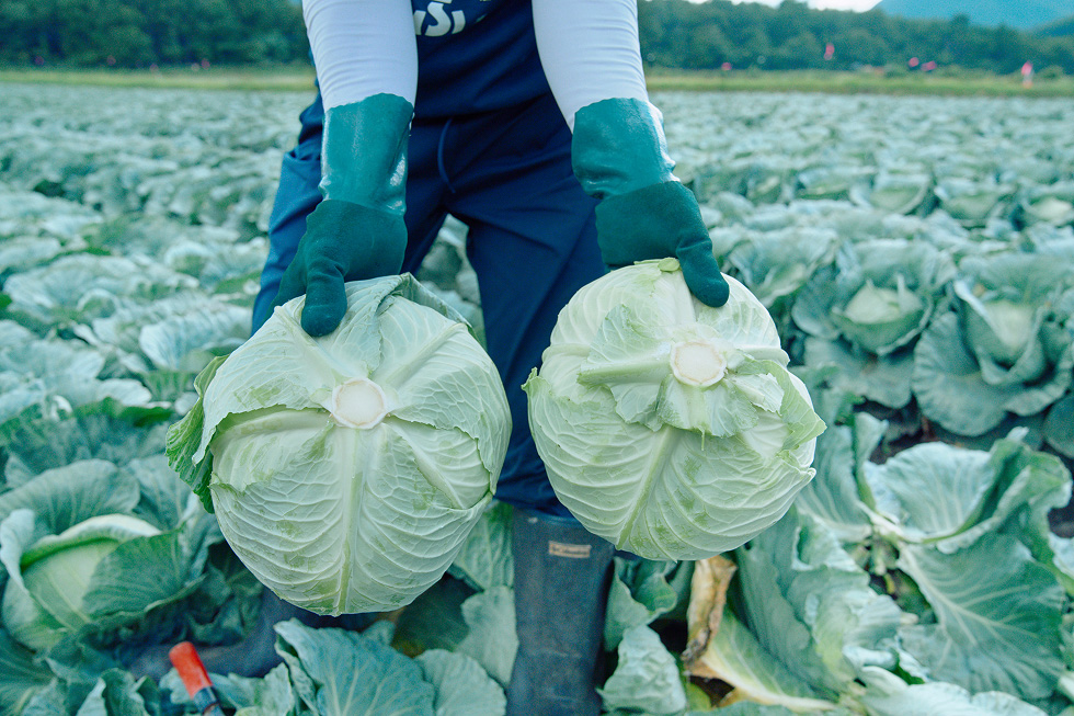 松本さんが収穫したキャベツと関根が収穫したキャベツ