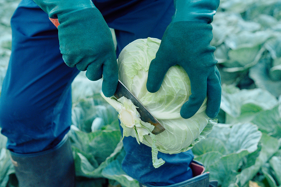 キャベツの根元を包丁で切り落とす