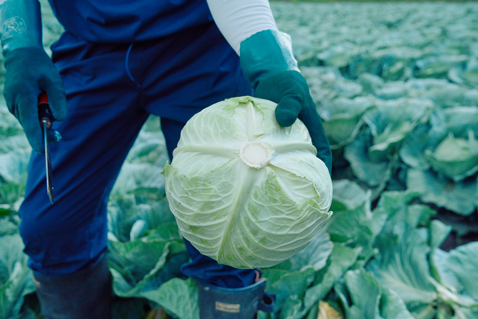 きれいになったキャベツの根元