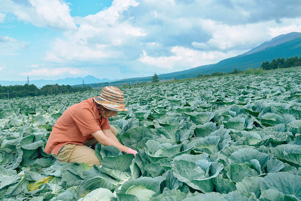キャベツの収穫