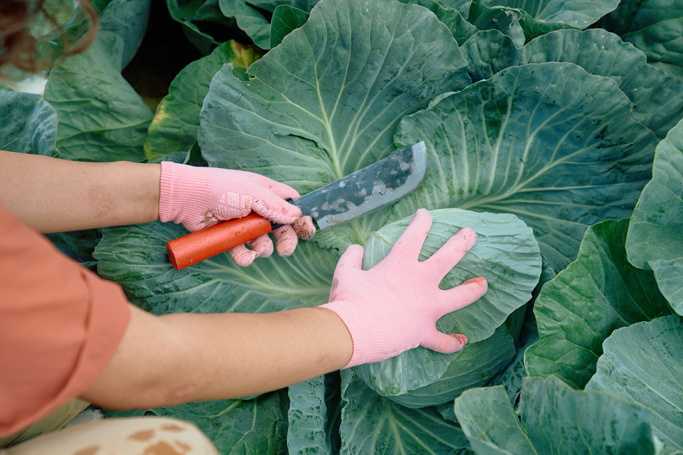 キャベツの根元に包丁を入れる