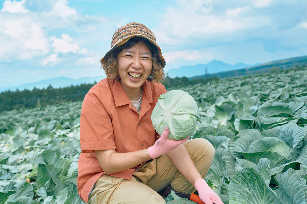 キャベツを収穫する