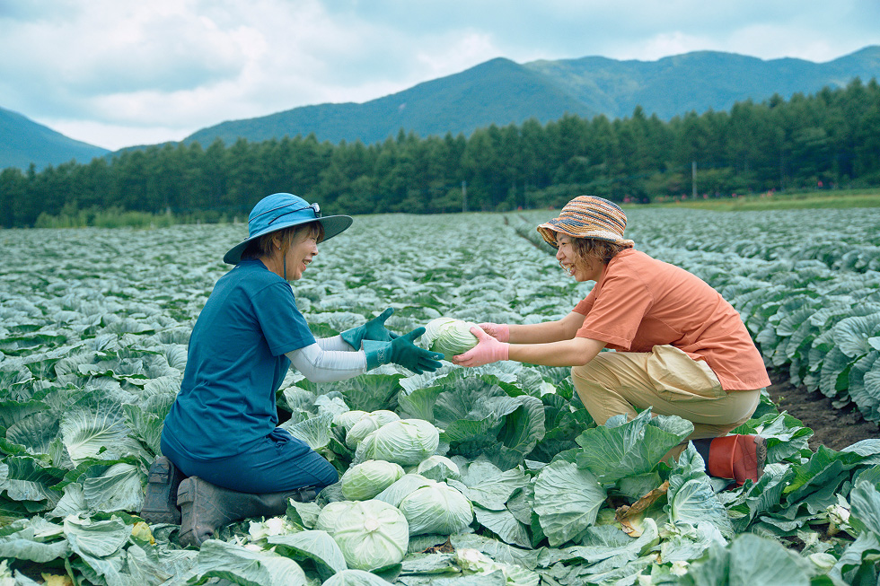 2人でキャベツの収穫を進める