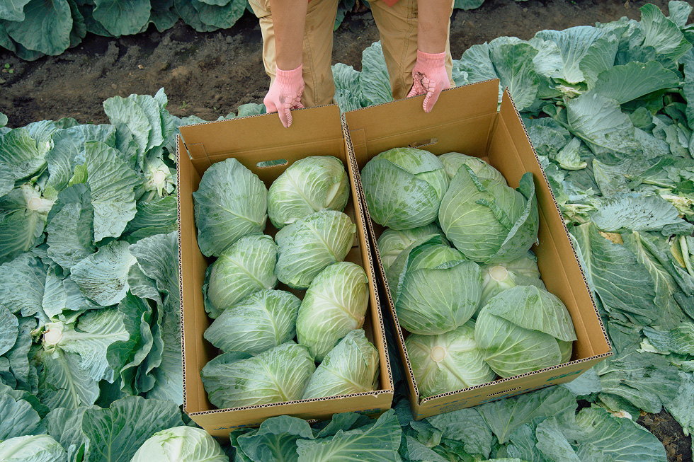 キャベツを箱詰めする