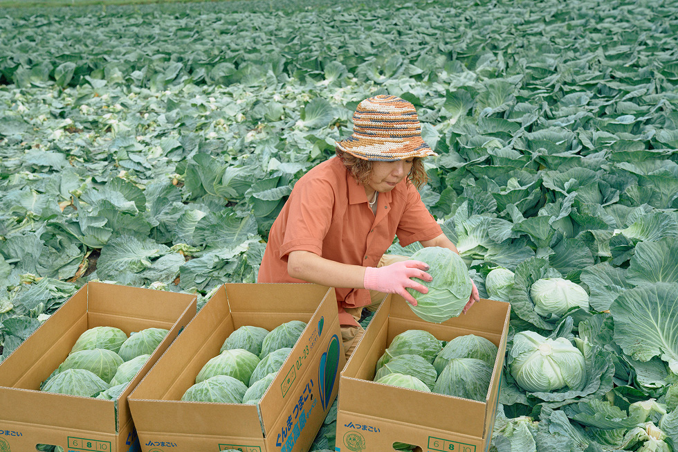 キャベツを箱詰めする