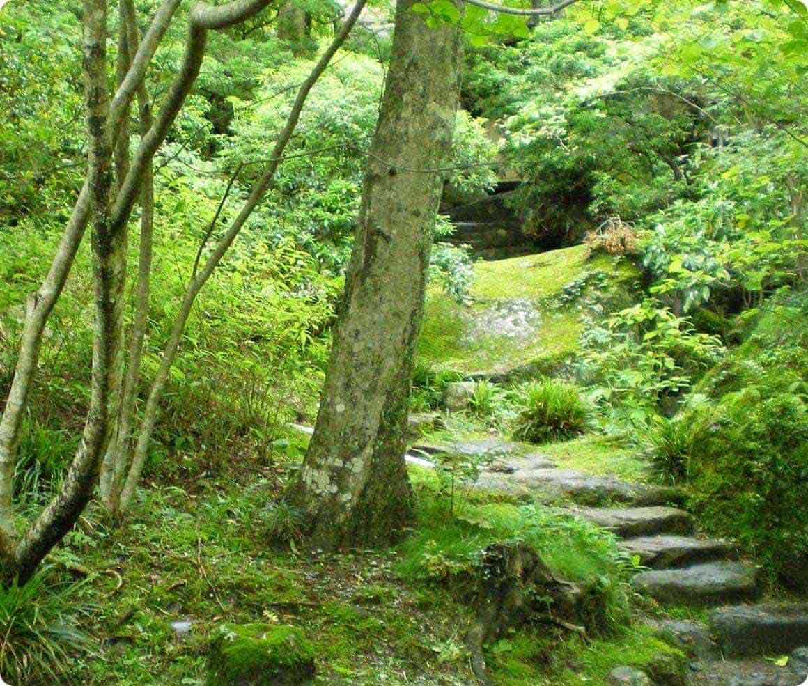 森や林は生命感にあふれています