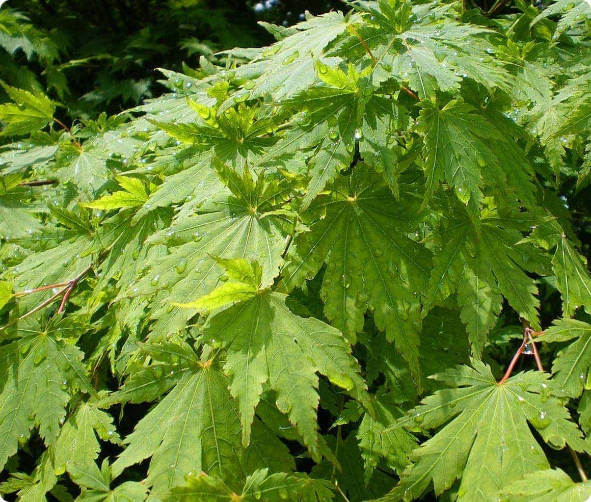 ひと雨浴びた緑の美しさは格別