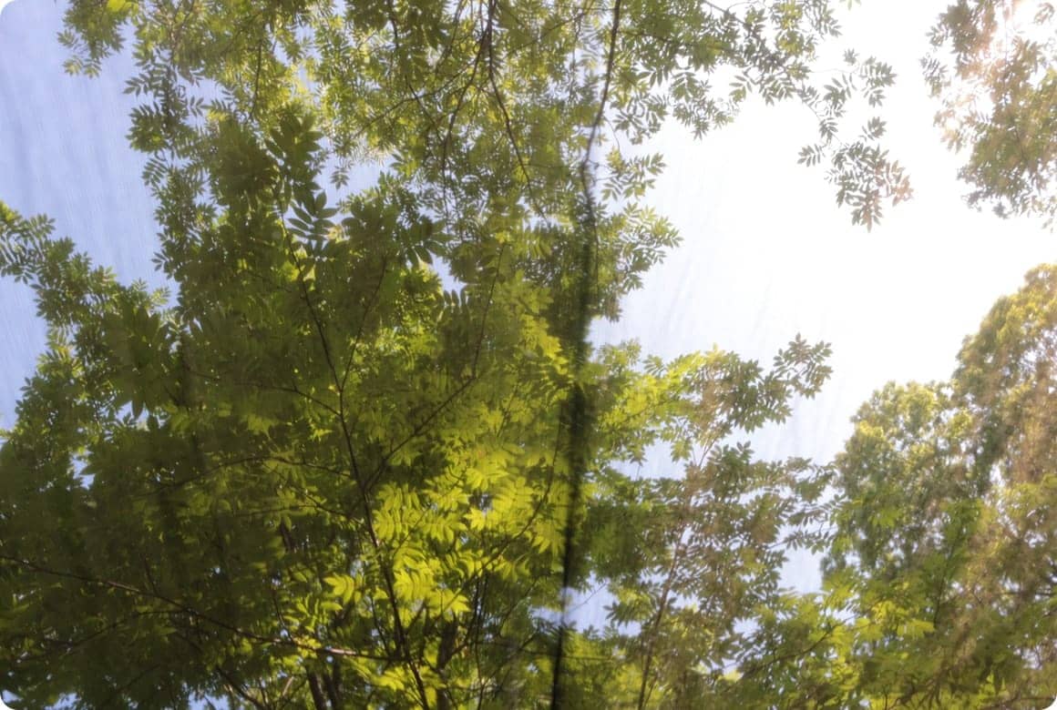 枝の張り方によりますが、写真のように夏は葉っぱが茂っているのでせっかくの星空があまり見られません