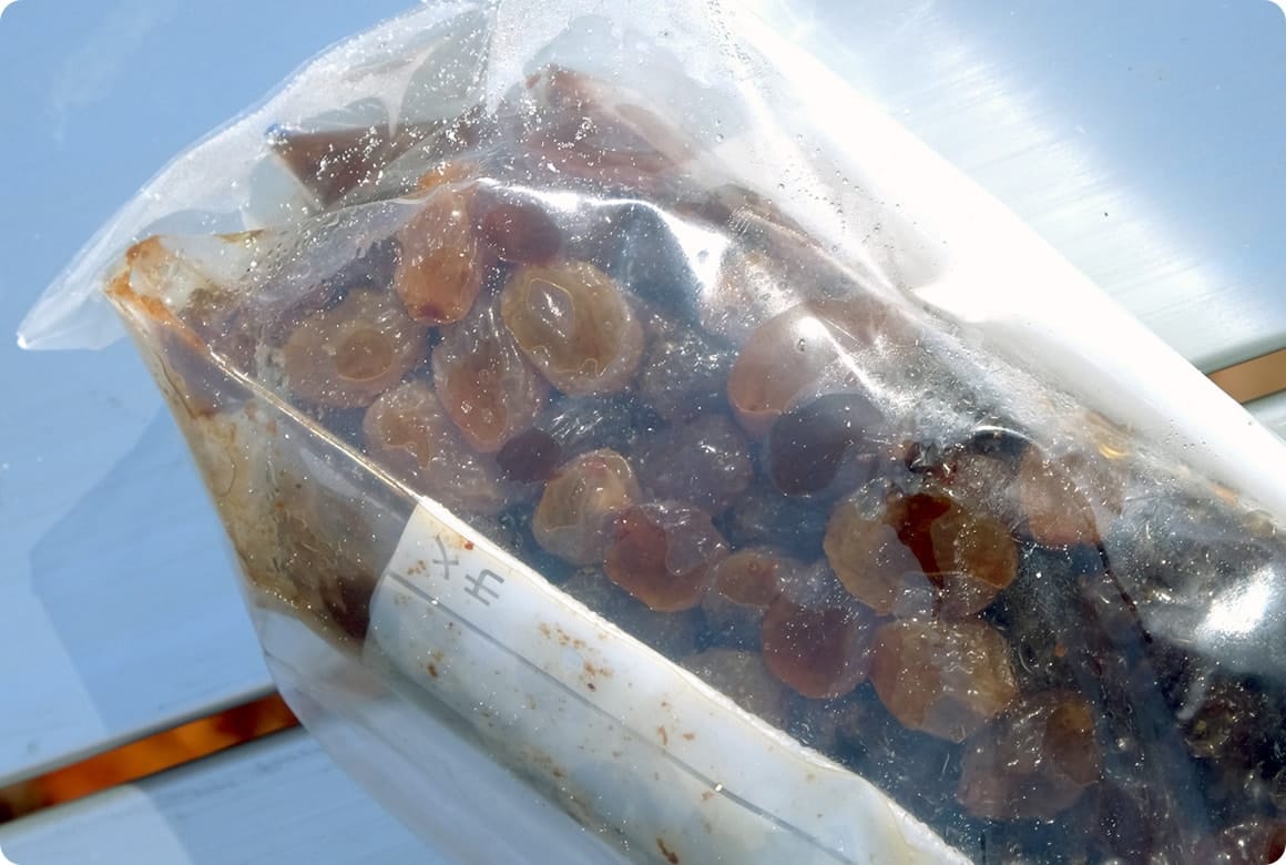 たっぷりのラム酒に漬けたレーズン