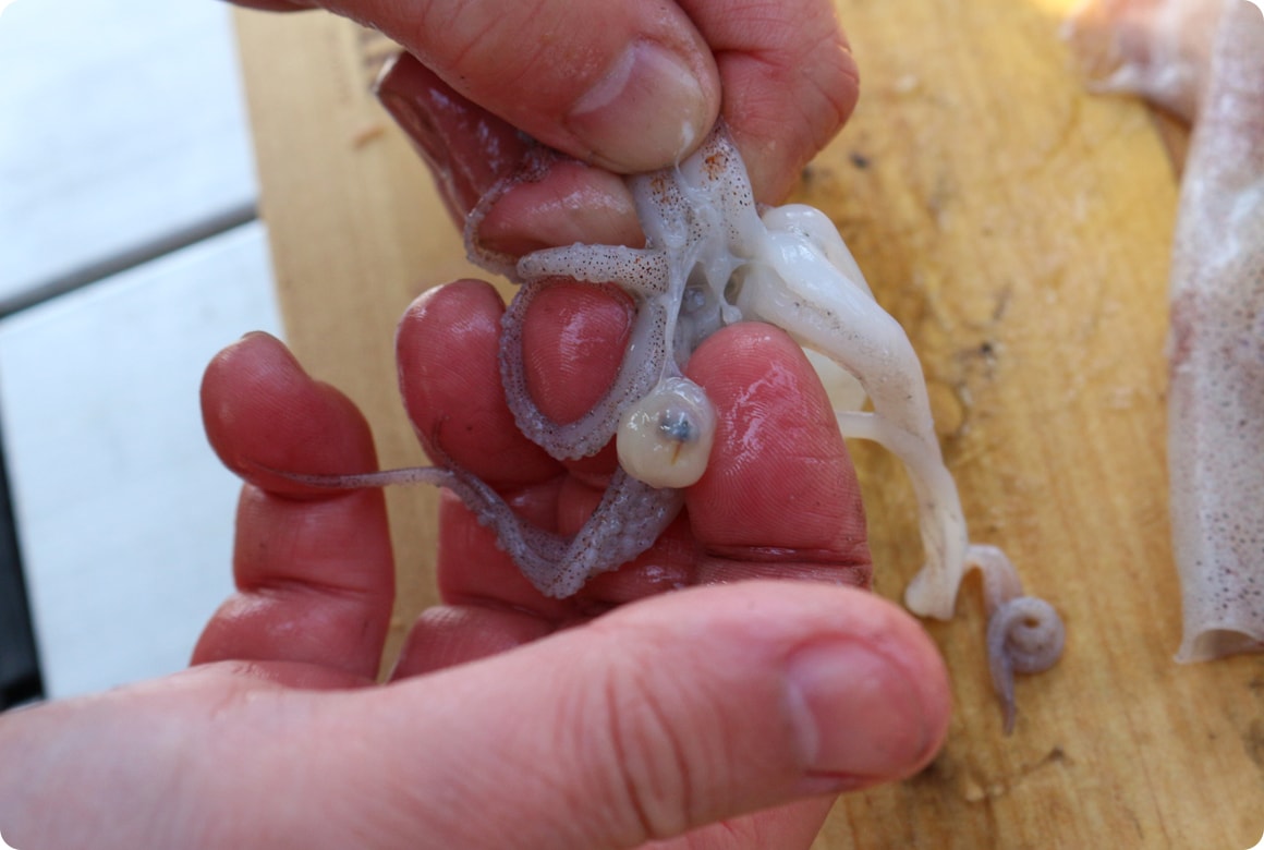 ゲソの中心部にくちばしがあるので、これを取り除きます。ゲソに塩をふって指でしっかりしごき、吸盤を取り除きましょう。