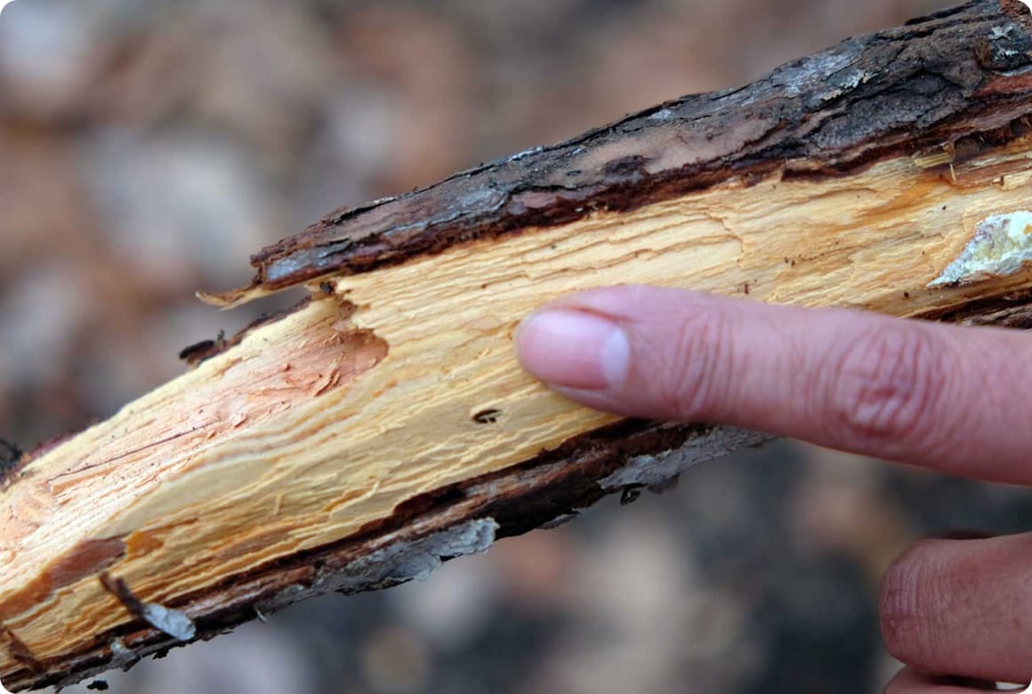 薪割りには使わない、という場合でも、キャンプで使うナイフは厚さ2.5mm程度はほしいところ。