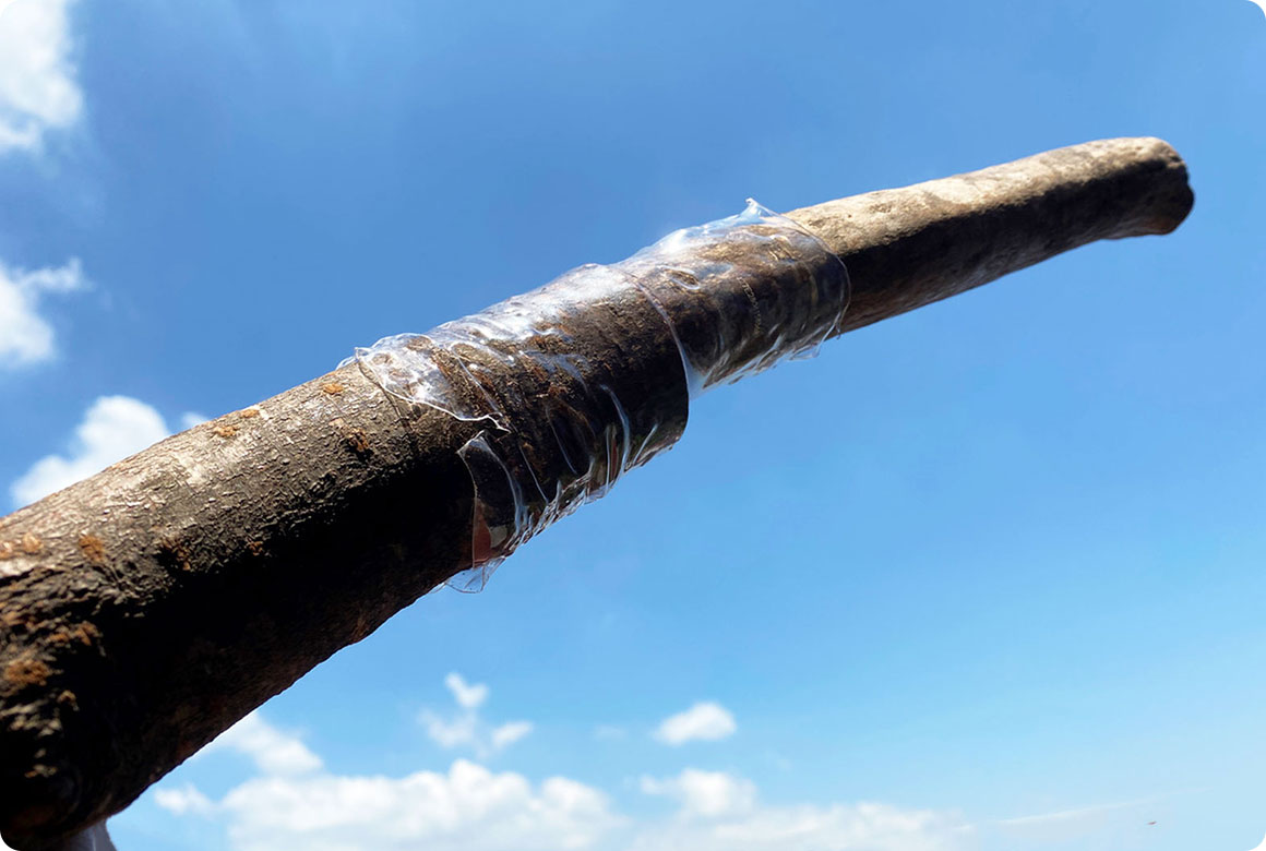 ペットボトルで2本の木を接続する