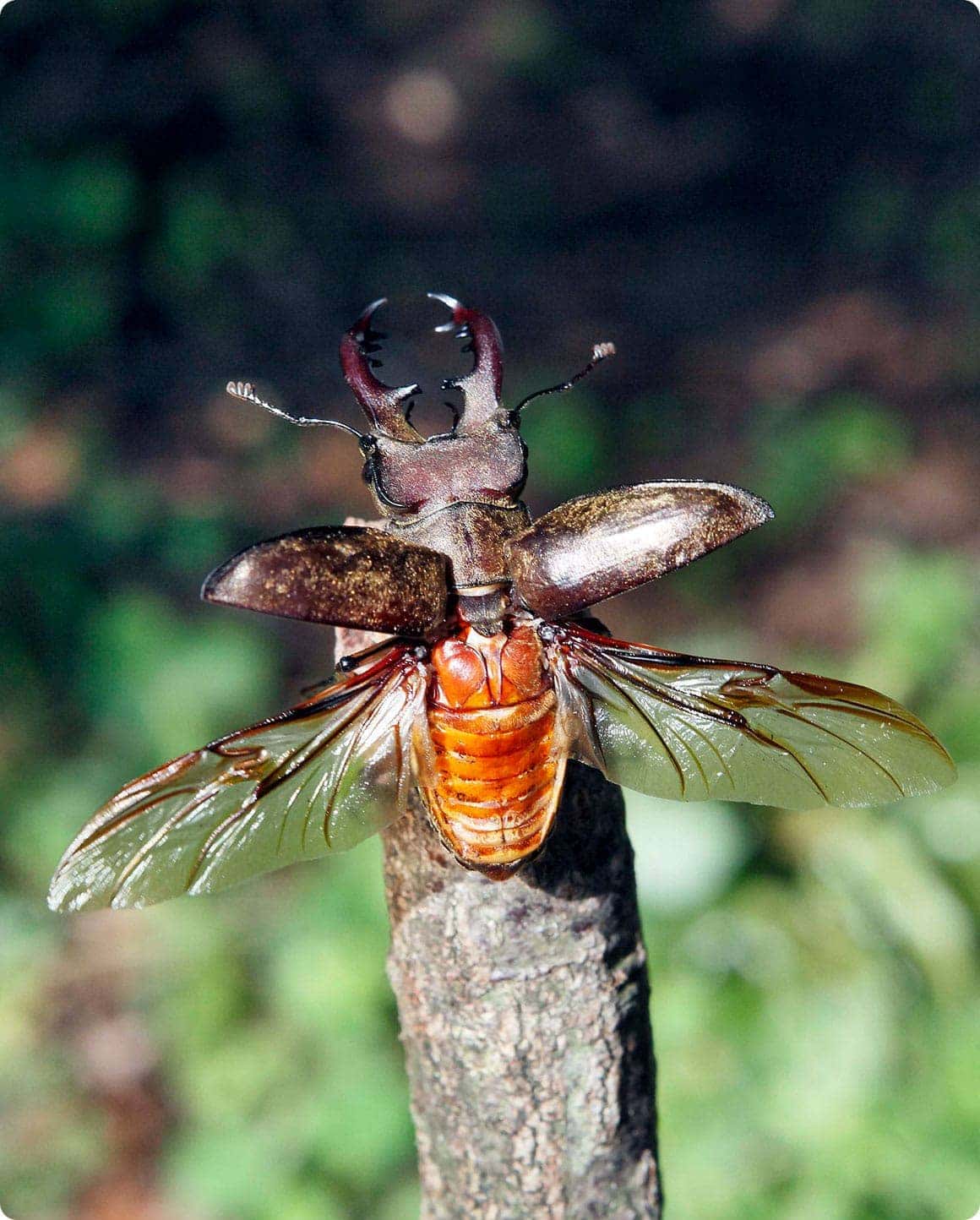 羽を広げて飛び回るカブトムシ